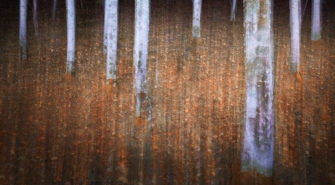 Vanda Ralevska: Light in the Dark of the Forest