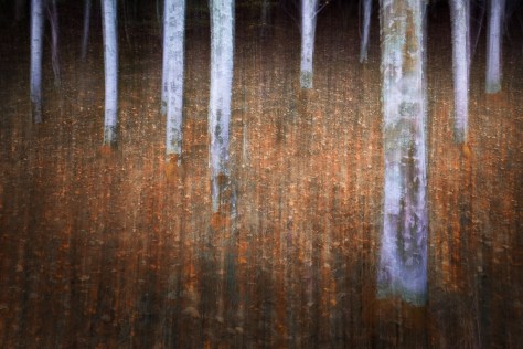 Light In The Dark Of The Forest